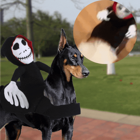 Pet Halloween  Riding Costume Dog